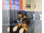 Raggle DOG FOR ADOPTION RGADN-1299854 - Leo Beo *LOCAL* - Beagle / Rat Terrier /
