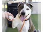 American Pit Bull Terrier DOG FOR ADOPTION RGADN-1299856 - SPOTS - Pit Bull