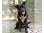 Labrador Retriever Mix DOG FOR ADOPTION RGADN-1299858 - Enes - Labrador