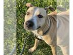 American Staffordshire Terrier DOG FOR ADOPTION RGADN-1299860 - YELLA - American