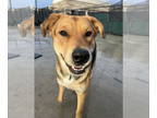 German Shepherd Dog Mix DOG FOR ADOPTION RGADN-1299863 - Churchill - German
