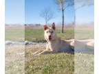 Collie Mix DOG FOR ADOPTION RGADN-1299868 - Cheeko - Collie / Mixed (medium