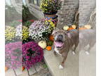 Boxer Mix DOG FOR ADOPTION RGADN-1299881 - Riddick - Boxer / Mixed (short coat)