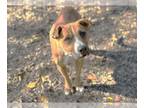 Rhodesian Ridgeback Mix DOG FOR ADOPTION RGADN-1299885 - MAGPIE - Rhodesian