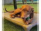 Labrador Retriever Mix DOG FOR ADOPTION RGADN-1299886 - Duck - $75 Adoption Fee!