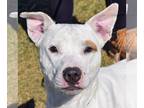 American Staffordshire Terrier-Bull Terrier Mix DOG FOR ADOPTION RGADN-1299893 -