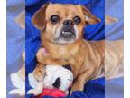 Pekehund DOG FOR ADOPTION RGADN-1299895 - Jules Peke - Dachshund / Pekingese /