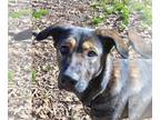 Mix DOG FOR ADOPTION RGADN-1299901 - Katie Kittyn - Dutch Shepherd / Mountain