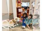 Jack-A-Bee DOG FOR ADOPTION RGADN-1299902 - Copper - Jack Russell Terrier /