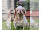 Shih Tzu Mix DOG FOR ADOPTION RGADN-1299904 - Hollie - Shih Tzu / Mixed (long