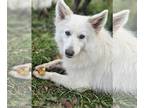 American Eskimo Dog DOG FOR ADOPTION RGADN-1299907 - Liza White - American
