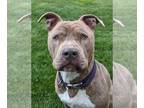 American Pit Bull Terrier Mix DOG FOR ADOPTION RGADN-1299908 - Jonas - Pit Bull
