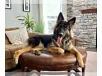 German Shepherd Dog DOG FOR ADOPTION RGADN-1299911 - ARTEMIS (COURTESY POST) -