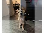 Labrador Retriever DOG FOR ADOPTION RGADN-1299916 - Bailey - Labrador Retriever