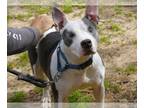 American Staffordshire Terrier Mix DOG FOR ADOPTION RGADN-1299917 - NALA -