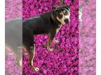 Rottweiler Mix DOG FOR ADOPTION RGADN-1299922 - LUKAS - Rottweiler / Mixed