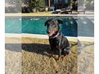 Doberman Pinscher-Labrador Retriever Mix DOG FOR ADOPTION RGADN-1299933 - Harley