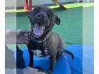 Akita Mix DOG FOR ADOPTION RGADN-1299935 - NUTMEG - Akita / Mixed (medium coat)