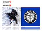 American Staffordshire Terrier Mix DOG FOR ADOPTION RGADN-1299942 - OFFSET -