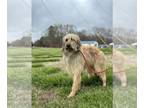 Shepadoodle DOG FOR ADOPTION RGADN-1299943 - Jackie Mar 24 - German Shepherd Dog