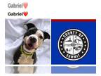 American Pit Bull Terrier DOG FOR ADOPTION RGADN-1299944 - GABRIEL - Pit Bull
