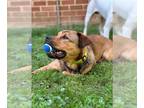 German Shepherd Dog Mix DOG FOR ADOPTION RGADN-1299946 - DRIZZY (COURTESY POST)