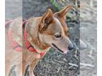 Mix DOG FOR ADOPTION RGADN-1299949 - Piper - Red Heeler (medium coat) Dog For