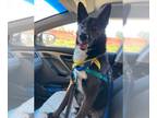 German Shepherd Dog Mix DOG FOR ADOPTION RGADN-1299950 - Beckett - German
