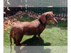 Dachshund DOG FOR ADOPTION RGADN-1299956 - Lulu - Dachshund (short coat) Dog For