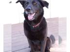 German Shepherd Dog DOG FOR ADOPTION RGADN-1299958 - ROCKY - German Shepherd Dog
