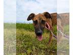Black Mouth Cur Mix DOG FOR ADOPTION RGADN-1299960 - Bonnie - Black Mouth Cur /