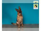 German Shepherd Dog DOG FOR ADOPTION RGADN-1299970 - Gracie - German Shepherd