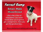 Labrador Retriever DOG FOR ADOPTION RGADN-1299976 - Forrest Gump - Labrador