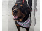 Rottweiler DOG FOR ADOPTION RGADN-1299999 - Peaches - Rottweiler Dog For