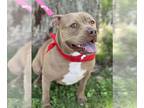 American Pit Bull Terrier Mix DOG FOR ADOPTION RGADN-1300001 - Siri - American
