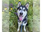 Mix DOG FOR ADOPTION RGADN-1300009 - EDDISON - Husky (medium coat) Dog For