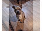 American Pit Bull Terrier DOG FOR ADOPTION RGADN-1300011 - Bennelli - Pit Bull