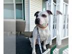 American Pit Bull Terrier Mix DOG FOR ADOPTION RGADN-1300016 - Zaila - American