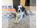 Australian Shepherd DOG FOR ADOPTION RGADN-1300017 - Star - Australian Shepherd