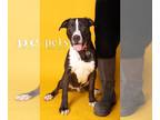 Labrador Retriever Mix DOG FOR ADOPTION RGADN-1300029 - D pup -Noah - Terrier /