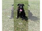 Boxador DOG FOR ADOPTION RGADN-1300034 - Luna - Labrador Retriever / Boxer /