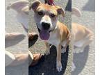 German Shepherd Dog Mix DOG FOR ADOPTION RGADN-1300047 - *MONICA - German