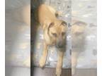 Mastiff Mix DOG FOR ADOPTION RGADN-1300052 - BUMPER - Mastiff / Mixed (medium