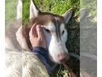 Siberian Husky DOG FOR ADOPTION RGADN-1300059 - Clifford - Siberian Husky