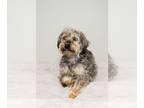 Poodle (Miniature) Mix DOG FOR ADOPTION RGADN-1300060 - Killian - Yorkshire