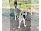 Huskies -Labrador Retriever Mix DOG FOR ADOPTION RGADN-1300071 - Nala - Labrador