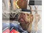 American Staffordshire Terrier Mix DOG FOR ADOPTION RGADN-1300076 - Doby -