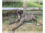 Mountain Cur-Staffordshire Bull Terrier Mix DOG FOR ADOPTION RGADN-1300079 -