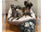 Pekingese Mix DOG FOR ADOPTION RGADN-1300082 - Giselle and Honey - bonded pair -