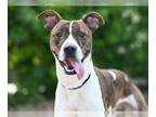 Boxer Mix DOG FOR ADOPTION RGADN-1300096 - JOHN - Boxer / Mixed (medium coat)